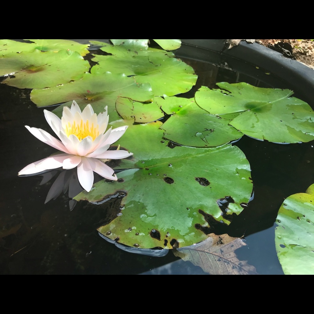 Meet your Posher, Dawn